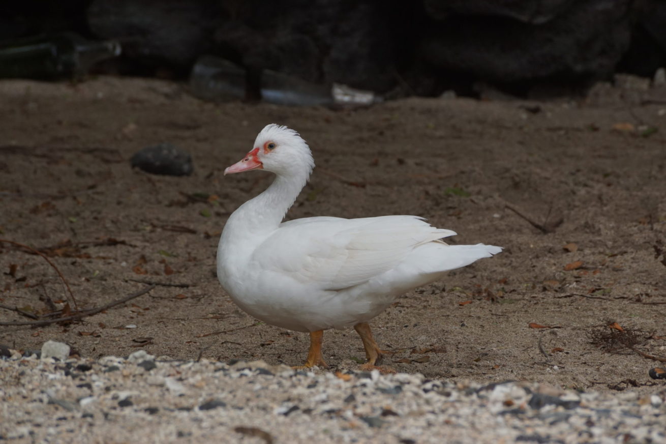 Canard, Cane et Caneton